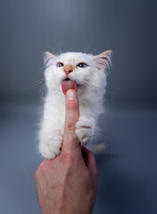 cute white siberian kitten licking finger of human hand on gray studio background