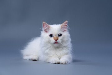 cute fluffy white siberian kitten resting on gray studio background sticking out tongue
