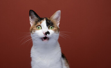 funny cat with mouth open looking surprised or shocked on red background with copy space