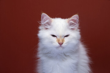 fluffy white siberian kitten looking angry on red background with copy space © FurryFritz