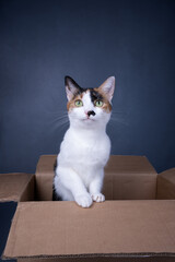 white calico cat standing inside of cardboard box looking at camera on gray background with copy space