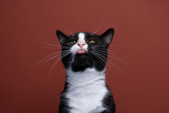 Funny Black And White Tuxedo Cat Making Silly Face Sticking Out Tongue On Red Background