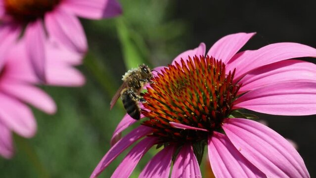 A honey bee pollinates an echinacea purpurea flower.