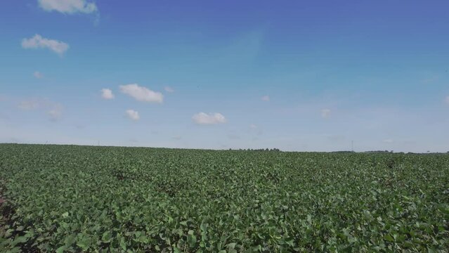 Lavoura de soja