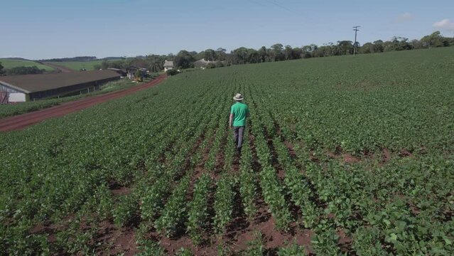 Lavoura de soja