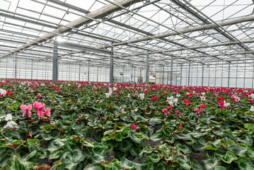 Fototapeta na wymiar Flowers in a modern greenhouse. Greenhouses for growing flowers. Floriculture industry. 