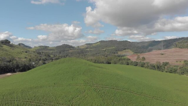 Lavoura de soja