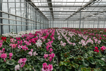 Flowers in a modern greenhouse. Greenhouses for growing flowers. Floriculture industry. 