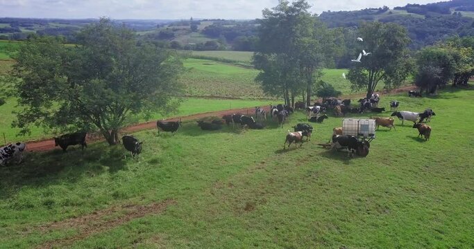 Voo drone sobre campo com vacas pastando. Vacas de leite, pastando. 