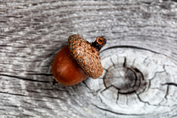 Close up of an acorn on rustic wood for an autumn holiday background
