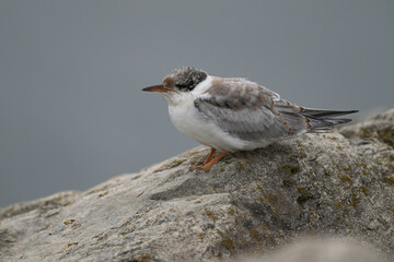 Common Tern Juvenile