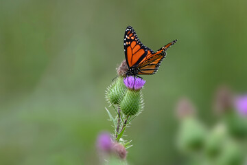 Monarch Butterfly on Thistle