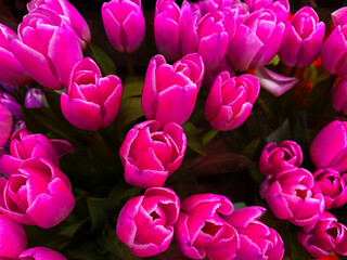 Obraz premium Flowers in a bunch on display in a floral store dark pinks