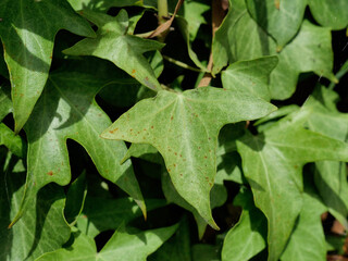 green leaves background