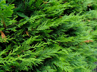 evergreen leaves, green texture pine needles 