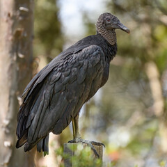  Black Vulture, Aegypius Monachus perched on a branch in the woods. Colombia. 