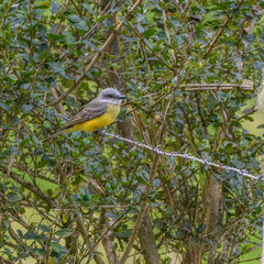Beautiful yellow exotic Tropical kingbird, Tyrannus melancholicus perched on a barb wire contryside near Gachntiva, Colombia.
