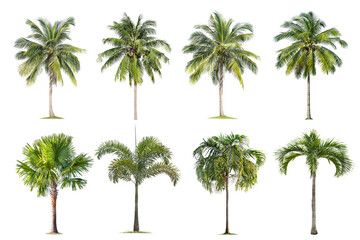 Fototapeta na wymiar Coconut and palm trees Isolated tree on white background , The collection of trees.Large trees are growing in summer, making the trunk big.