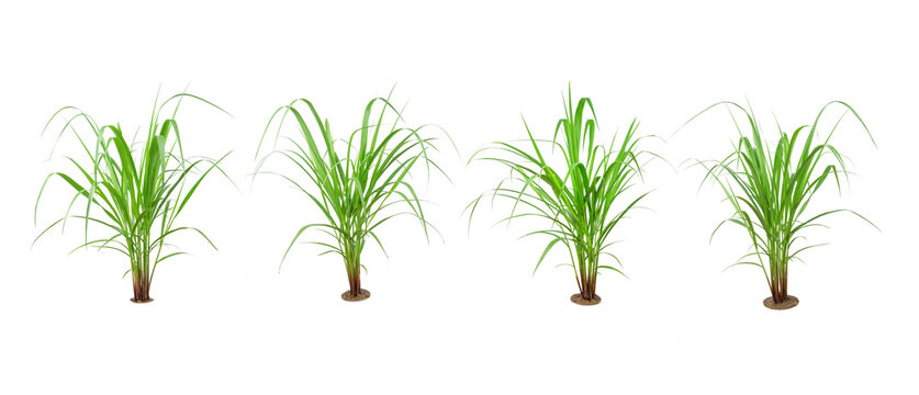 Green Grass Border isolated on white background.The collection of grass.( Paragrass, buffalograss, panicum grass)
