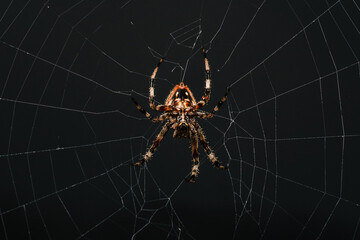 Close-up of a spider spinning a web