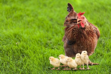 Rural yard. Hen and chickens in a grass in a farm. Free range chickens in a rural yard