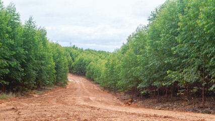 Fototapeta premium Dirt road crossing Eucalyptus plantation at Kutai Timur, Indonesia. Eucalyptus plantation for paper industry at Kutai Timur