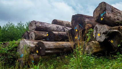 Borneo tropical hardwood  stacked in log yard. Agricultural background