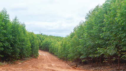 Fototapeta premium Dirt road crossing Eucalyptus plantation at Kutai Timur, Indonesia. Eucalyptus plantation for paper industry at Kutai Timur