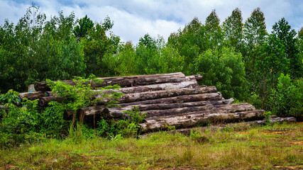Fototapeta na wymiar Borneo tropical hardwood stacked in log yard. Agricultural background