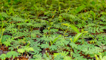 Acacia tree seedlings growing in plantation nursery facility. Agricultural background