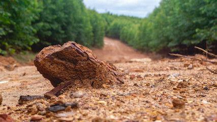 Dirt road crossing Eucalyptus plantation at Kutai Timur, Indonesia. Eucalyptus plantation for paper industry at Kutai Timur