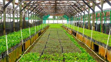 Acacia tree seedlings growing in plantation nursery facility. Agricultural background