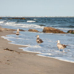 seagulls on the beach
