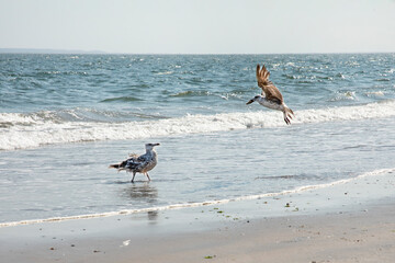 two seagulls at the beach