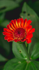 Orange Zinnia flower with green leaves. Natural background