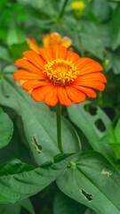 Orange Zinnia flower with green leaves. Natural background