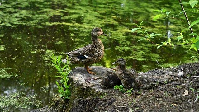 Wild duck and ducklings on the shore of the lake in the summer. Video static camera. High quality 4k footage