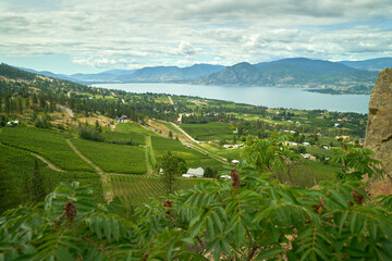 Fototapeta na wymiar Naramata Vineyards and Okanagan Lake Overview. Hills full of vineyards and a view of Okanagan Lake from above Naramata, British Columbia, Canada.