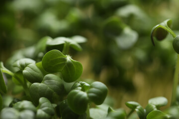 Sprouted arugula seeds as background, closeup view