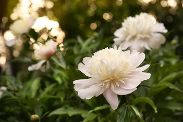 Beautiful blooming white peonies growing in garden, closeup. Space for text