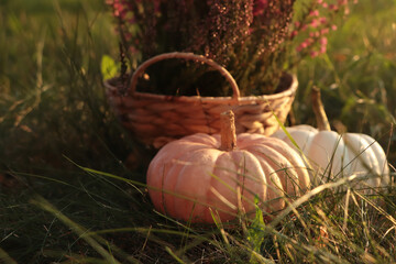 Wicker basket with beautiful heather flowers and pumpkins on green grass outdoors