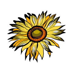 Fototapeta premium Sunflower head of flower in doodle style 