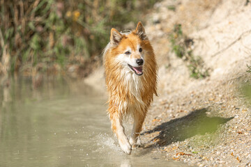 Fototapeta na wymiar Portrait of a male icelandic sheepdog running through water in late summer outdoors