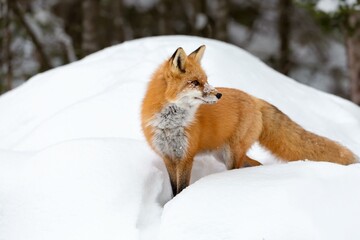 Fototapeta premium Red Fox (Vulpes vulpes) standing in deep snow, Algonquin Provincial Park, Ontario, Canada, North America