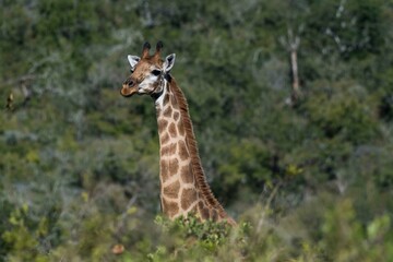 Giraffe (Giraffa camelopardalis) looking over bushes, Hluhluwe-imfolozi Park, KwaZulu-Natal, South Africa, Africa
