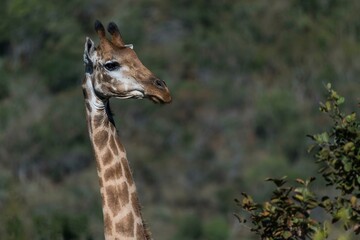 Giraffe (Giraffa camelopardalis), Hluhluwe-imfolozi Park, KwaZulu-Natal, South Africa, Africa