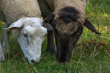 Naklejka na ściany i meble Texel sheep and black-headed sheep grazing, Mecklenburg-Western Pomerania, Germany, Europe