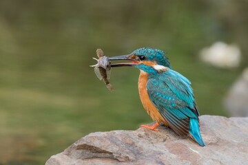 Common kingfisher (Alcedo atthis) on stone with prey, Hesse, Germany, Europe
