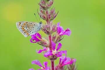Common Blue (Polyommatus icarus) on Purple Loosestrife (Lythrum salicaria), Hesse, Germany, Europe