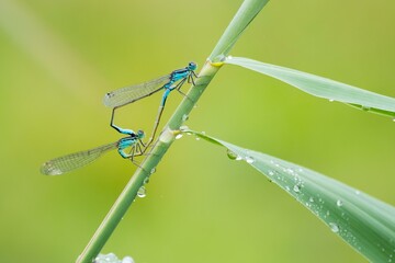 Blue-tailed damselflyn (Ischnura elegans) mating, mating wheel, on reed stem, Germany, Europe